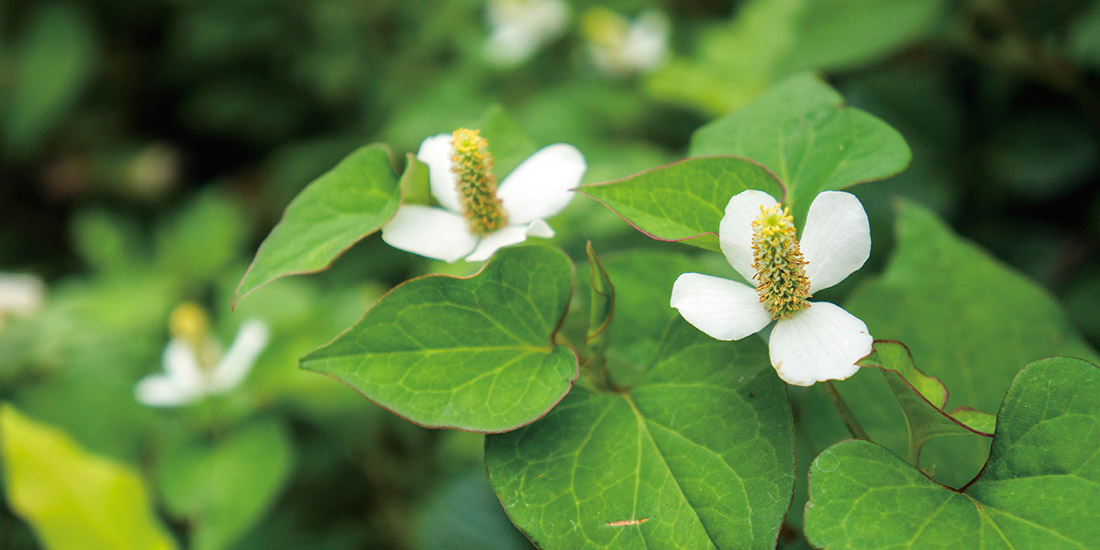 月替わり湯 6月の暦風呂「どくだみ湯」