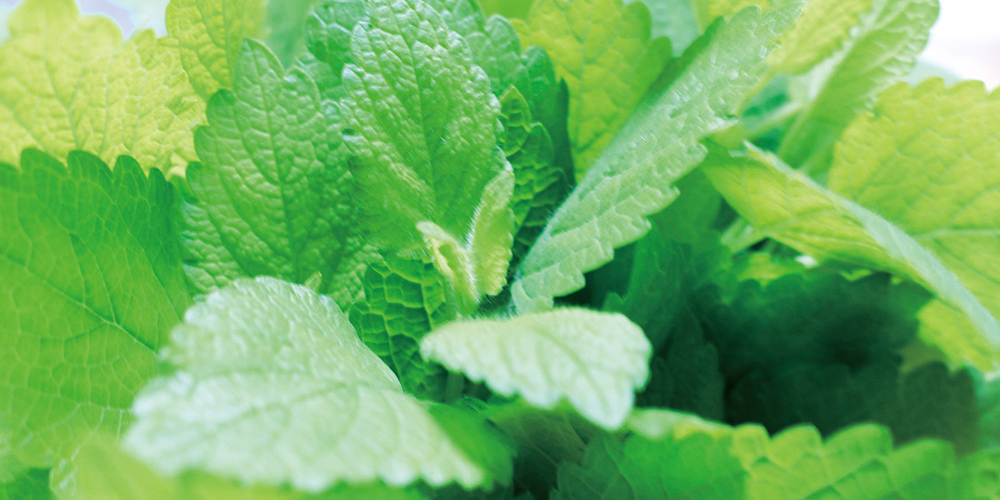 月替わり湯 8月の暦風呂「はっか湯」