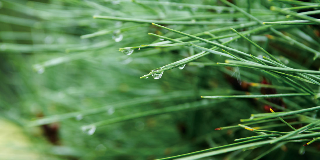 月替わり湯 1月の暦風呂「松湯」