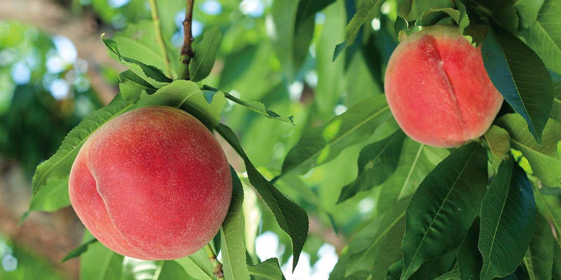 月替わり湯 7月の暦風呂「桃湯」