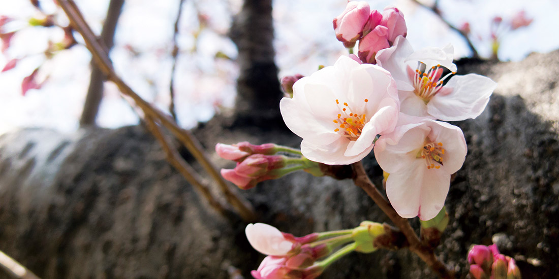 月替わり湯 4月の暦風呂「桜湯」