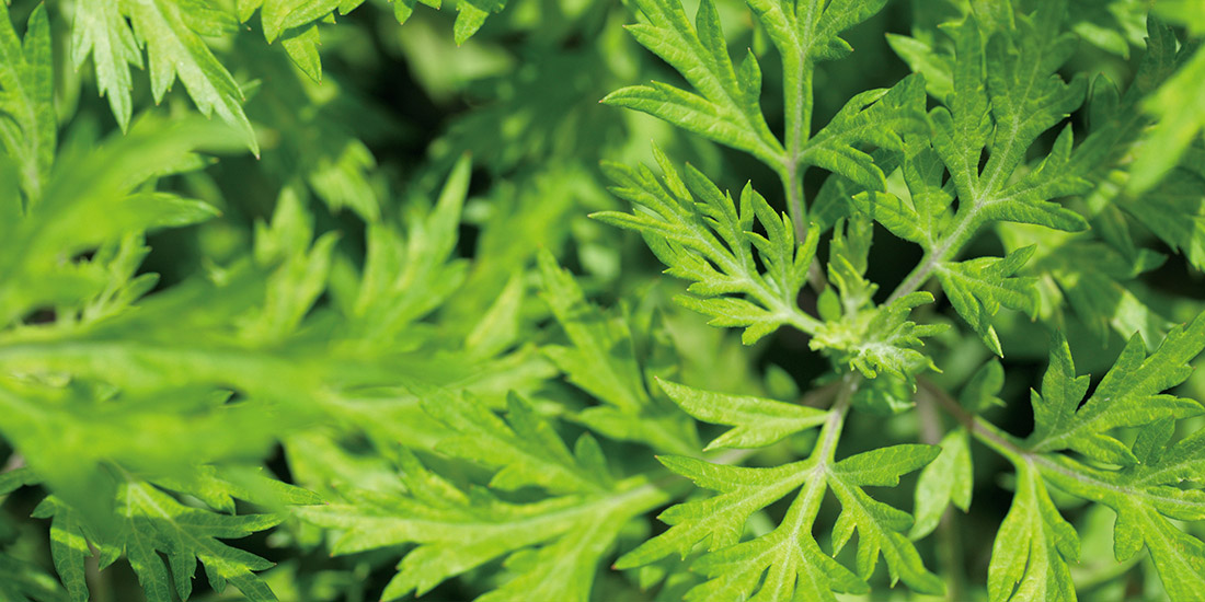 月替わり湯 3月の暦風呂「よもぎ湯」