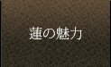 蓮の魅力