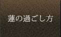 蓮の過ごし方