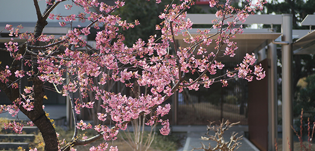 日本庭園に咲くカワヅサクラ