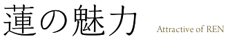 蓮の魅力